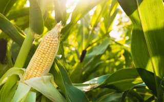 WASDE Global Weather & Yield Concerns. The Corn & Ethanol Report
07/10/2026