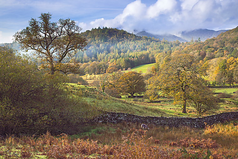 CPRE releases groundbreaking new research into hedgerows - CPRE