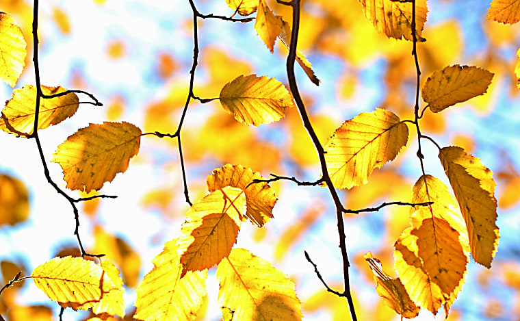 GoldenTree private credit sequel reaches $2.75bn hard cap, early net
IRR tops 20%