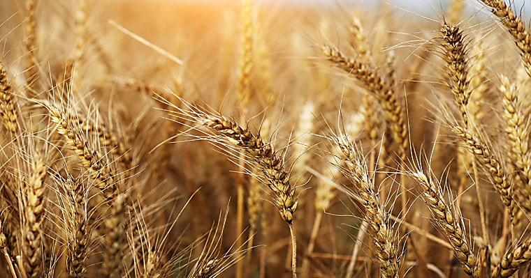 Grains Report 02/18/2026