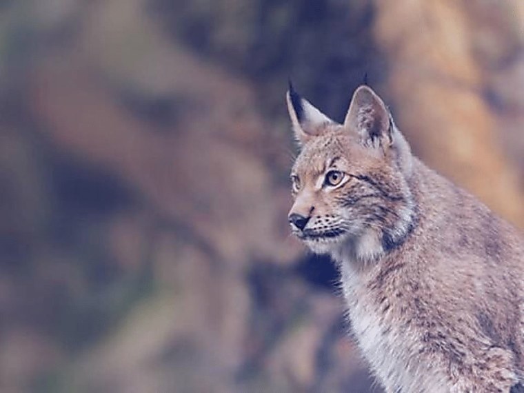 Lynx Catches Trends Across All Asset Classes in January