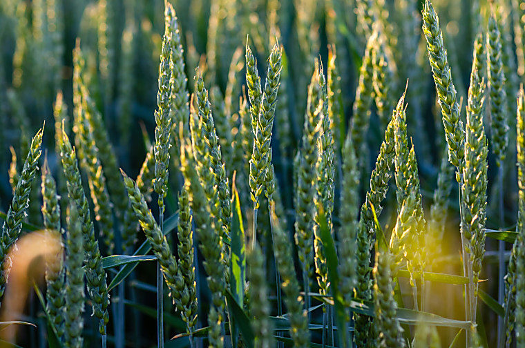 Paine Schwartz Uncovers Link Between Agri-Business and PE Investment
Model - Global AgInvesting