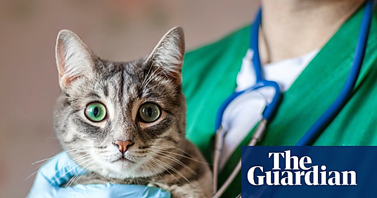 Pet owners at risk of being ripped off by private equity firms as vet
ownership rules change - The Guardian