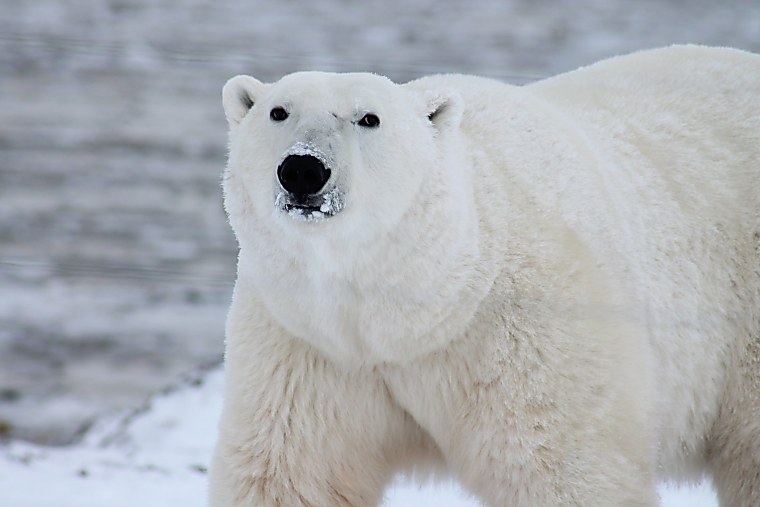 Polar Asset Management launches second SRT fund, strikes $215m first
close