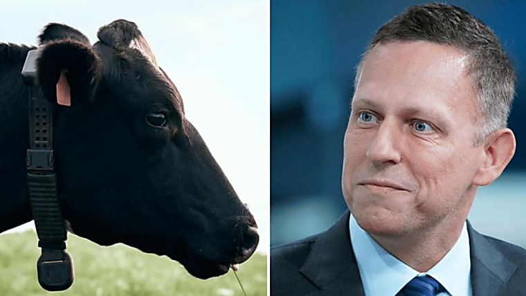 A rocket builder quit his job to raise cattle, and Peter Thiel
invested $2 billion in an AI cattle collar. - 36Kr
