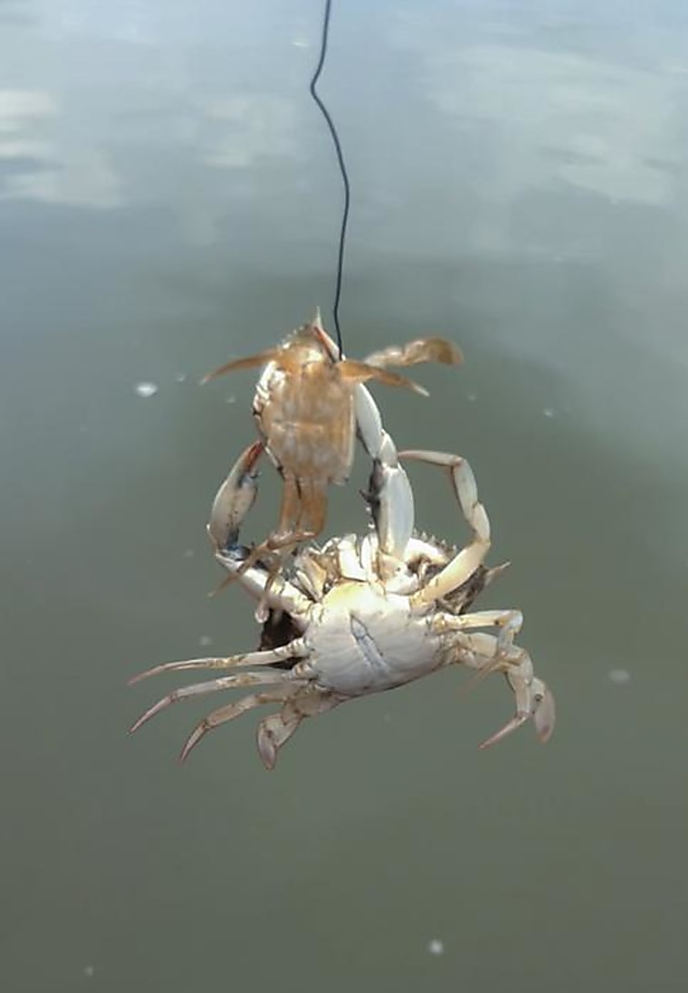 Cannibalism takes major bite out of young blue crabs, but the shallows
offer a refuge - EurekAlert!