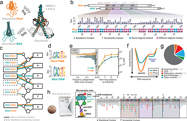 Factor MAX: A New Signal for Predicting Factor Returns
