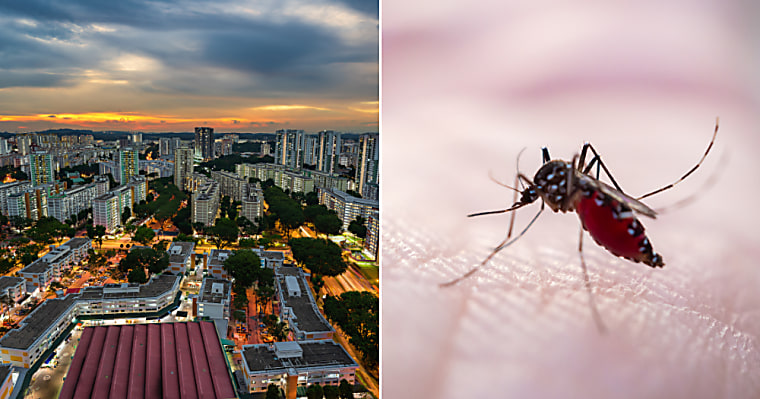 NEA to expand Project Wolbachia to 5 new areas by Oct. 2026, covering
50% of S'pore households in total - Mothership
