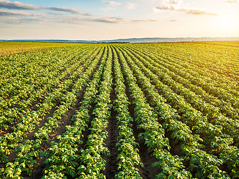 OMERS investing in agri-food venture capital fund - Benefits
Canada.com