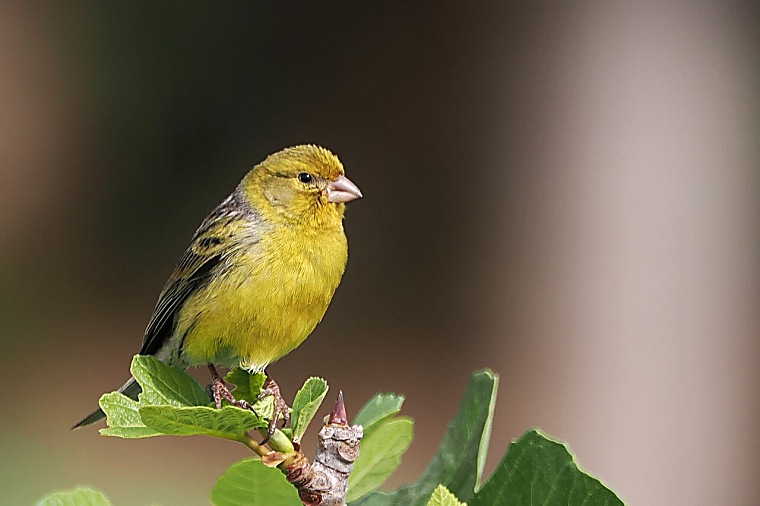 Rescue Frenzy in Private Debt: The Canary in the Coal Mine or Just an
Episode? - Funds Society