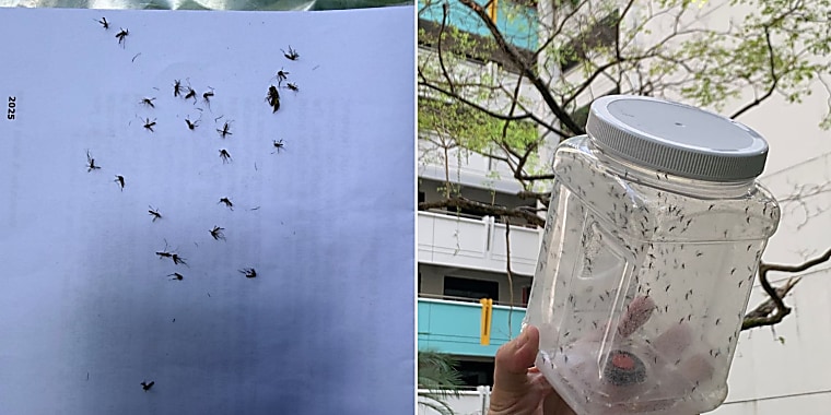 S’pore man kills 25 mosquitoes in minutes amid Project Wolbachia
rollout, says insect numbers up but ... - mustsharenews.com