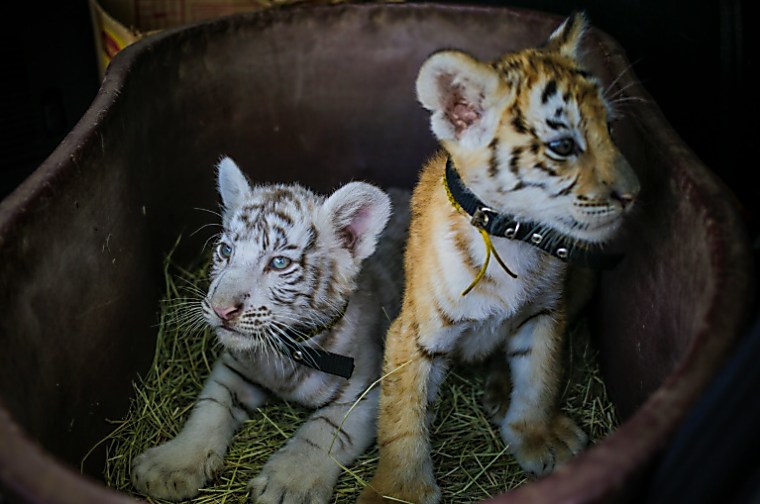 Surgo, Avantyr, Avala among Tiger Cubs with mixed performance in Q1