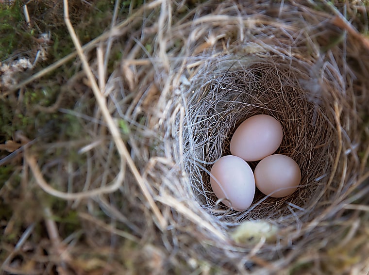 UK pension scheme Nest launches £200m venture capital sleeve,
Schroders Capital to manage