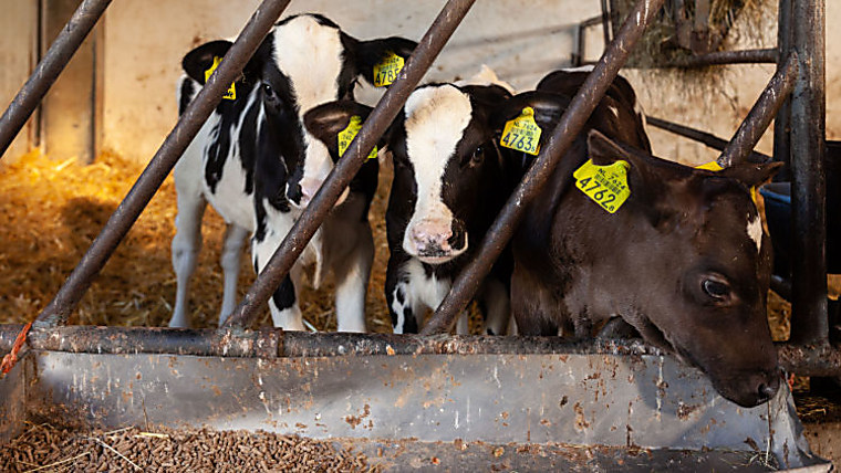 CVC to carve out dsm-firmenich's animal health business for €2.2bn