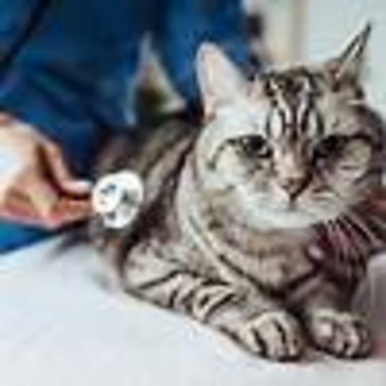 TPG NewQuest lays paws on Pemba’s Vets Central continuation fund