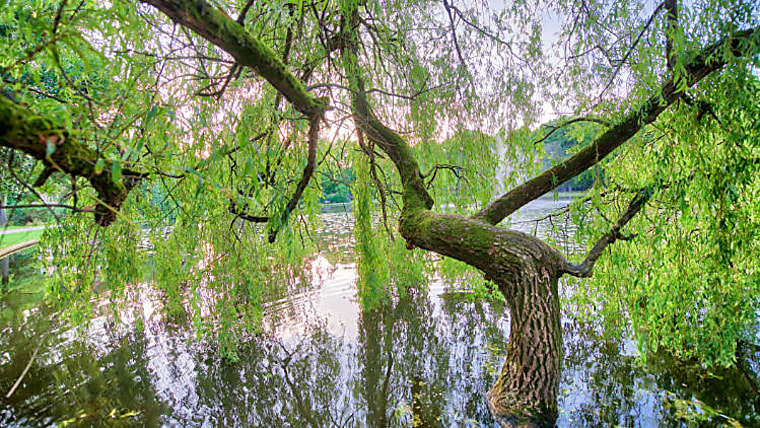 Willow Tree outlines middle-market lending's growing opportunity set