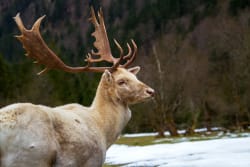 Deerpath digs up more than $2bn for seventh flagship senior debt fund