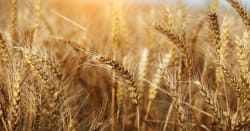 Grains Report 02/02/2026