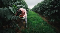 A Michigan Pension Fund’s Failed Coffee Farm Bet Highlights Private-Market Risks - wsj.com