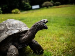 And, finally: 194-year-old tortoise survives a bizarre crypto scam