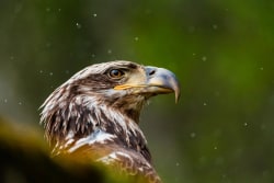 First Eagle buys boutique manager Diamond Hill for $473m - Alternative Credit Investor