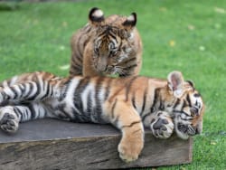 Latest additions to the Tiger Cub family office network