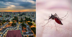 NEA to expand Project Wolbachia to 5 new areas by Oct. 2026, covering 50% of S'pore households in total - Mothership