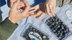 Ray Dalio, JPMorgan back billion-dollar berry farmer Fruitist in new $150 million funding round - CNBC