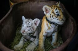 Surgo, Avantyr, Avala among Tiger Cubs with mixed performance in Q1
