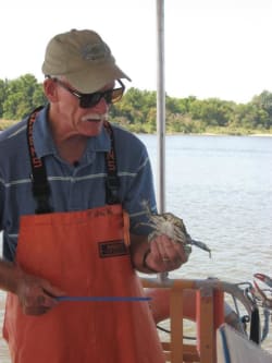 Tuck Hines Measuring Crab (IMAGE) - EurekAlert!