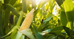 The Corn &amp; Crude Dance. The Corn &amp; Ethanol Report 05/22/2026