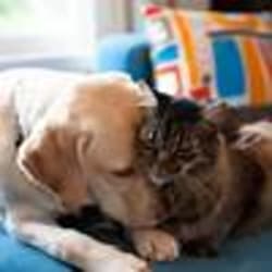 Miami private equity firm H.I.G. Capital buys into booming pet care industry with new deal - The Business Journals